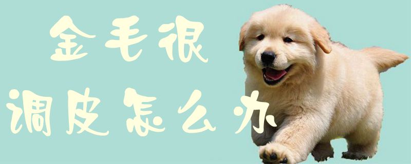 金毛很调皮怎么办1