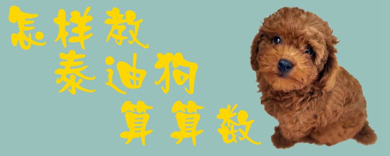 怎样教泰迪狗算算数1