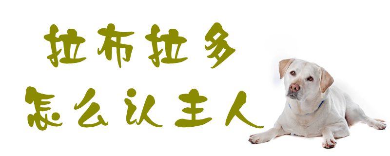 拉布拉多怎么认主人1