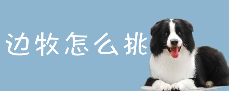 边牧怎么挑1