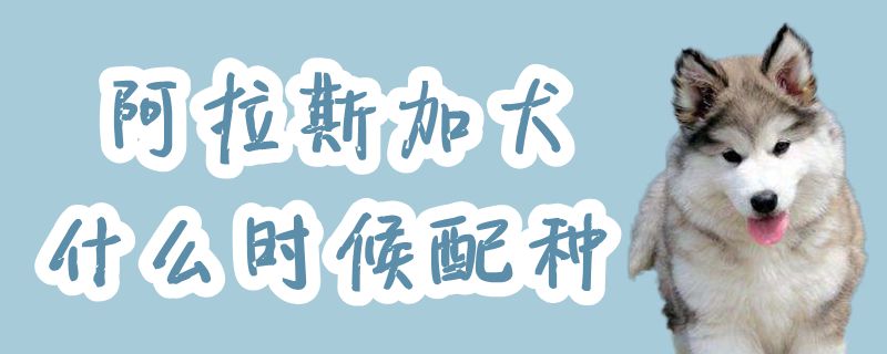阿拉斯加犬什么时候配种