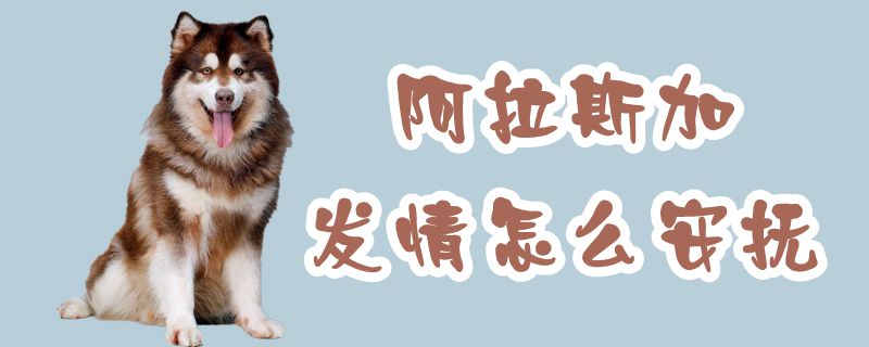 阿拉斯加发情怎么安抚