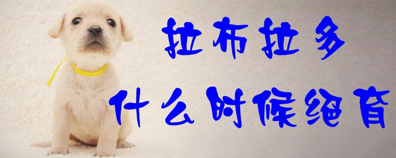 拉布拉多什么时候绝育1
