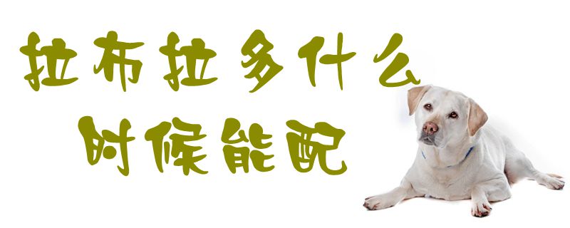 拉布拉多什么时候能配1