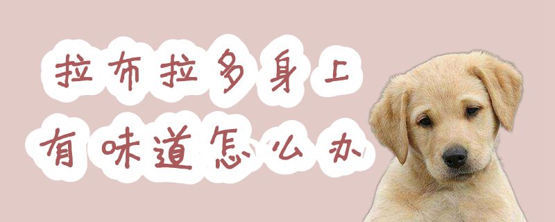 拉布拉多身上有味道怎么办