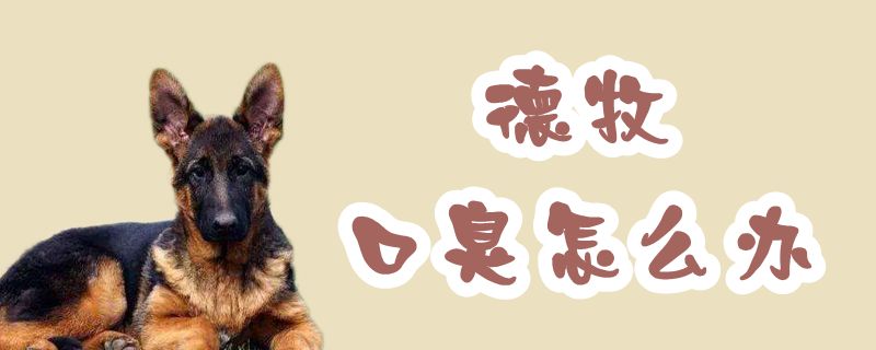 德牧口臭怎么办