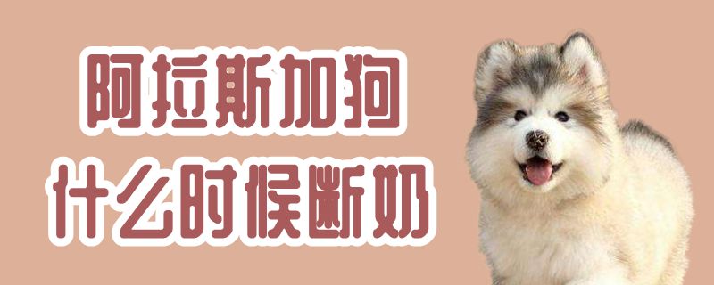 阿拉斯加狗什么时候断奶
