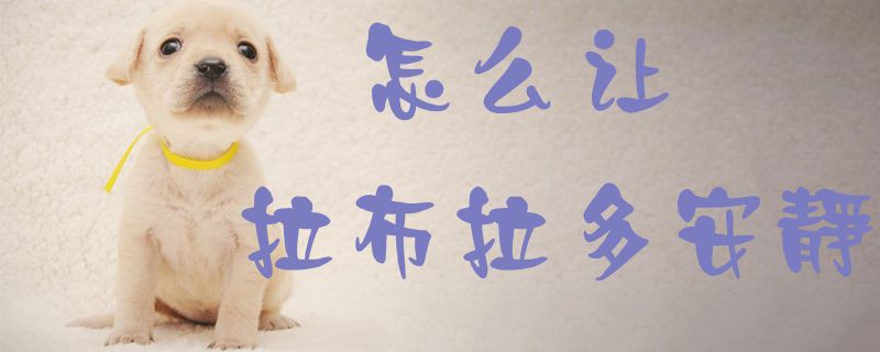 怎么让拉布拉多安静1