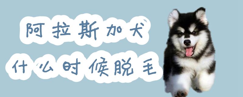 阿拉斯加犬什么时候脱毛