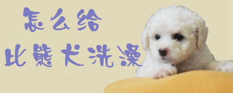 怎么给比熊犬洗澡1