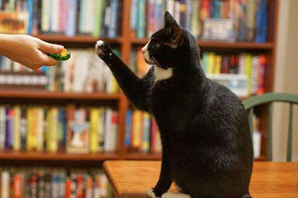 怎么训练猫不咬人 调教猫咪不再咬人方法