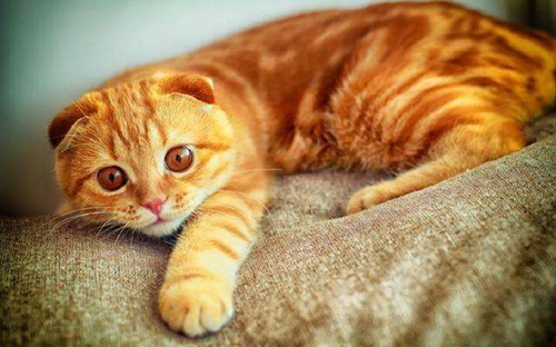 猫咪不听话怎么办 教你两招让猫听话