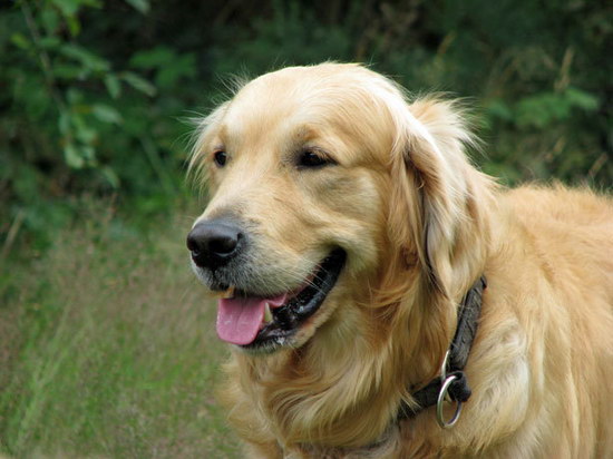 金毛什么时候驱虫 金毛犬多久驱虫比较合适