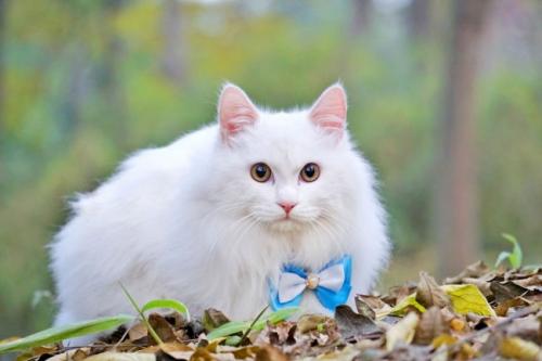 猫不吃化毛膏怎么办
