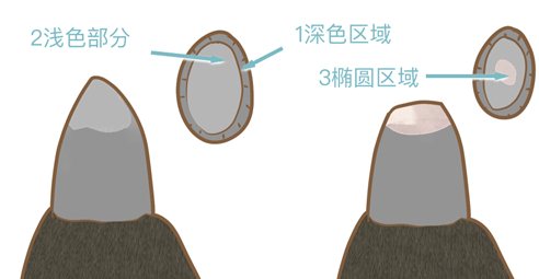 怎么帮狗狗剪指甲 给狗狗剪指甲方法5