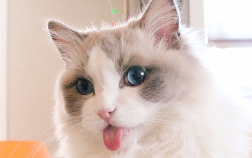 布偶猫排尿不畅怎么回事 布偶猫排尿不畅原因