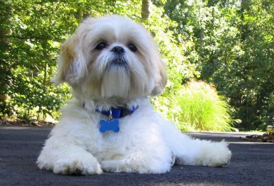 西施犬幼犬怎么养 西施犬饲养方法1
