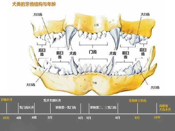 狗狗牙齿年龄图解 狗狗年龄牙齿对照表1
