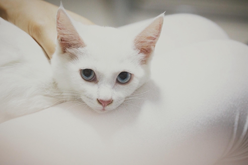猫咪身上有跳蚤怎么办 猫咪跳蚤去除技巧