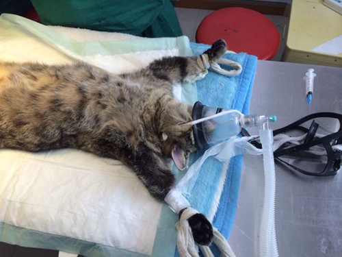 猫咪为什么要绝育 猫咪绝育的好处