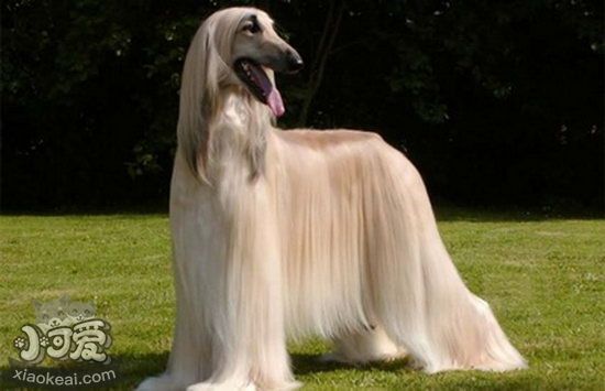 阿富汗猎犬怎么美容 阿富汗猎犬美容操作流程