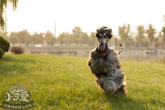 阿富汗猎犬吃什么毛色更好 怎么让阿富汗猎犬毛色亮丽光泽