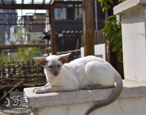 东方短毛猫生病怎么照顾 学习照顾生病的猫咪