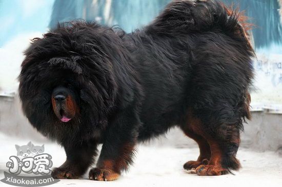 小藏獒怎么养 藏獒幼犬饲养心得2