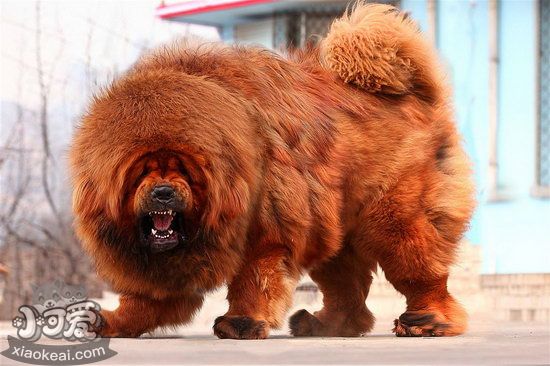 藏獒怎么养 藏獒养殖方法0