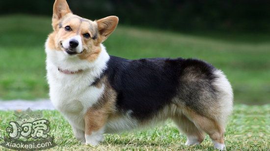 柯基能吃冰的东西吗 柯基犬能不能吃冰食物1