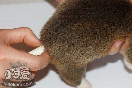 柯基怎么断尾 柯基犬断尾教程9