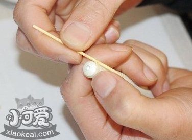 柯基怎么断尾 柯基犬断尾教程6