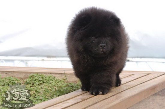 松狮犬每天要喂多少水 松狮犬喂水注意事项1