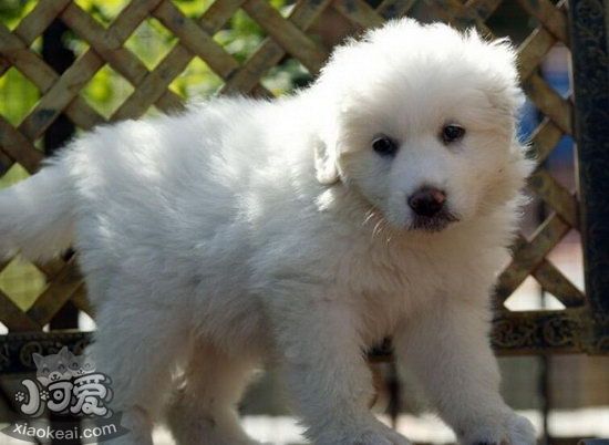 大白熊犬吃什么狗粮好 大白熊犬狗粮选择推荐1