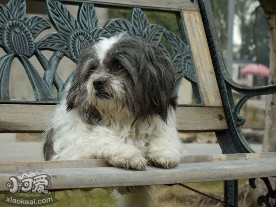西施犬吃什么狗粮好 西施犬狗粮选择推荐1