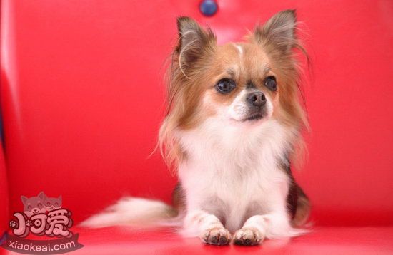 蝴蝶犬怎么补钙 蝴蝶犬补钙方法大全1