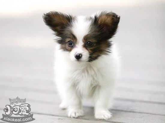 蝴蝶犬不吃狗粮怎么处理 蝴蝶犬不吃狗粮解决方法1