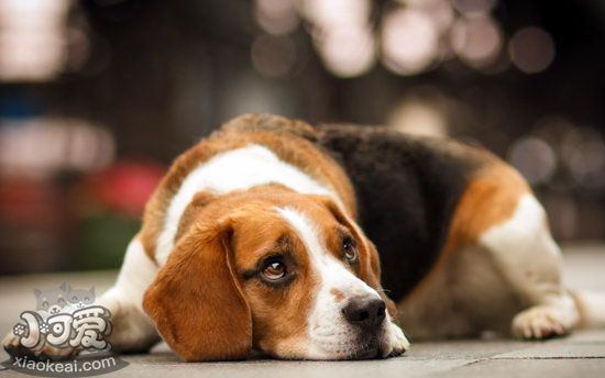 比格犬怎么美容 比格犬美容步骤流程1