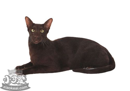 哈瓦那棕猫嘴巴臭怎么办 哈瓦那猫嘴巴臭解决办法