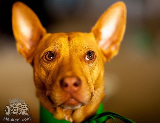 法老王猎犬牙齿怎么护理 法老王猎犬牙齿护理方法2