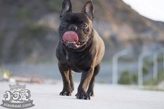 老年法斗怎么照顾 老年法国斗牛犬养护注意事项2