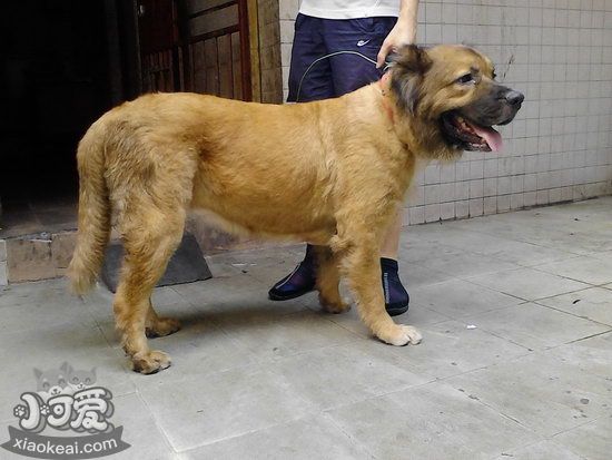 兰波格犬怎么洗澡 兰波格犬洗澡流程1