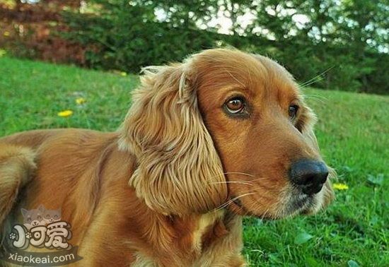 美国可卡犬怎么洗澡 美国可卡犬洗澡流程 1