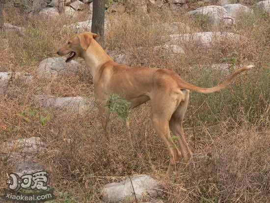 细犬吃什么毛发色泽好 中国细犬吃什么对毛色好1
