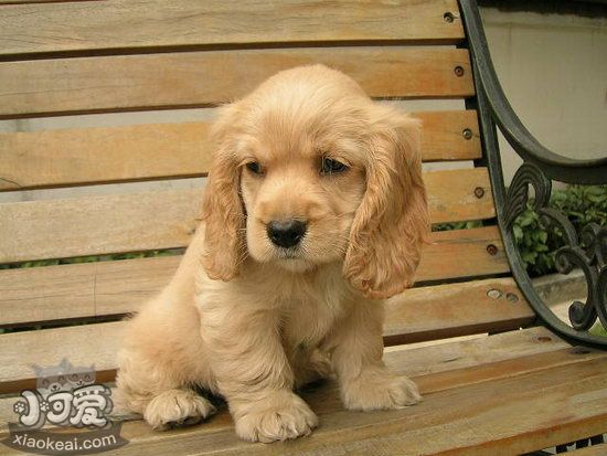 英国可卡犬幼犬吃什么狗粮好 英国可卡犬幼犬狗粮推荐1