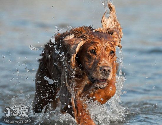 英国可卡犬怎么梳毛 英国可卡犬毛发打理方法1