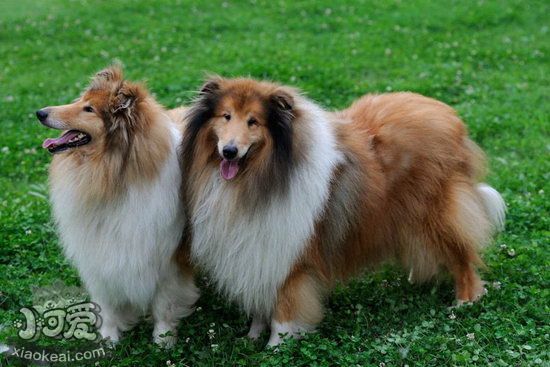 苏格兰牧羊犬毛发怎么打理 苏格兰牧羊犬毛发打理方法1