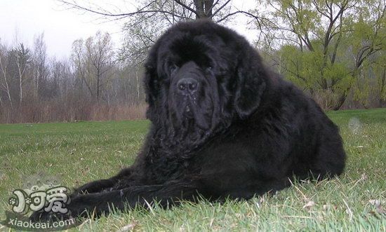 纽芬兰犬怎么美容 纽芬兰犬美容流程1
