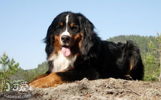 伯恩山犬吃什么狗粮好 伯恩山犬狗粮选购技巧1