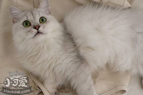 蒂凡尼猫晕车有什么表现 蒂凡尼猫晕车表现